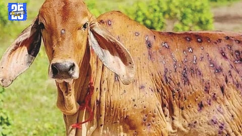 Lumpy virus outbreak in Ahilyanagar: 47 cattle dead, 1,600 infected, veterinary teams on alert.”