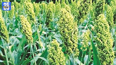 “Over 3.29 lakh farmers from Solapur have applied for Pradhan Mantri Crop Insurance Scheme despite deadline extension.”