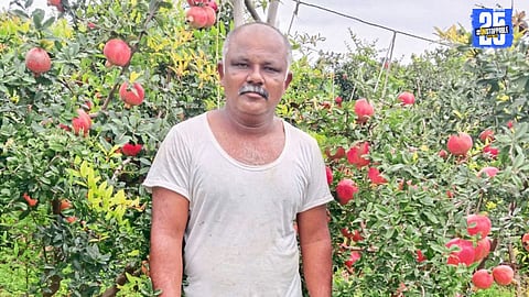 Vhole farmer Sudhakar Chopde harvested pomegranates worth ₹23 lakh from 55 gunthas, exported to Bangladesh.”