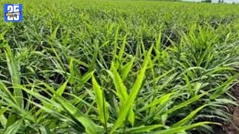 “Ginger prices rise to ₹18,000 per trolley in Satara market; festival season may push rates higher.