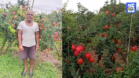 sudhakar chopade pomegranate production