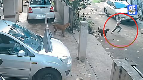 Stray Dog Attacks