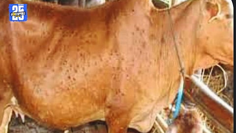 Lumpy outbreak in Akole: 20 cattle infected, farmers distressed.