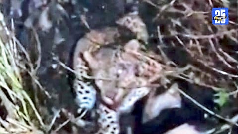 Leopard