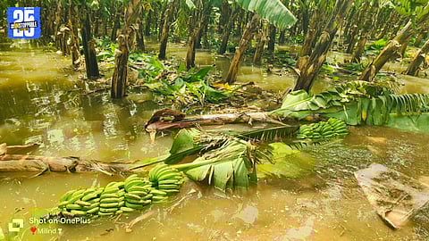 Mangalwedha Farmers Face Huge Losses as Flood Submerges Fields
