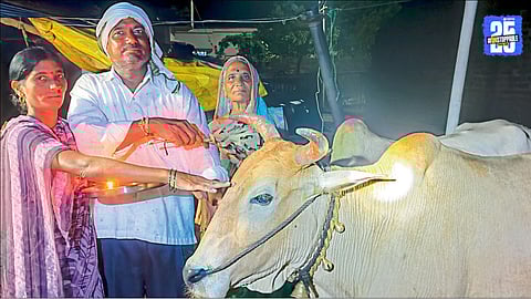 Bail Pola Festival