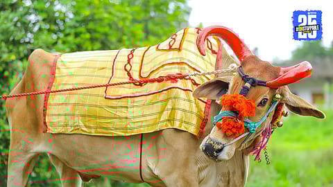 Bail Pola