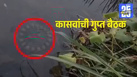 A group of turtles sits underwater in a circular formation, resembling a secret meeting. This viral turtle video highlights the mystery of nature