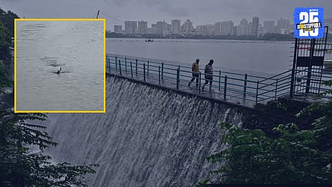 Video: थरारक! पवई तलावामध्ये मगरीने कबुतराला गिळले; सोशल मीडियात व्हिडीओ व्हायरल