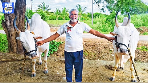 Chandrakant Hajare’s Legacy: Preserving Khillar Bull Tradition for 50 Years