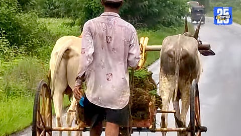 Sarja-Raja, the pride of farmers, showcasing their strength in farming, transport and rural races.