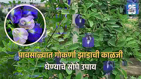 Gokarna Plant Care Tips For Blue Flowers