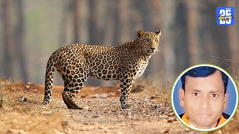 Leopard Attack