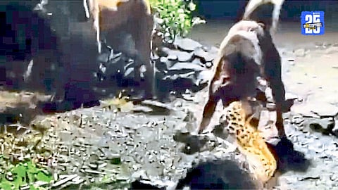 Leopard Attack 