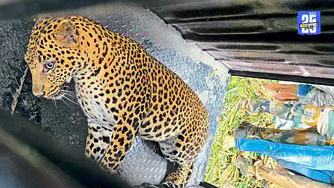 Leopard Capture 