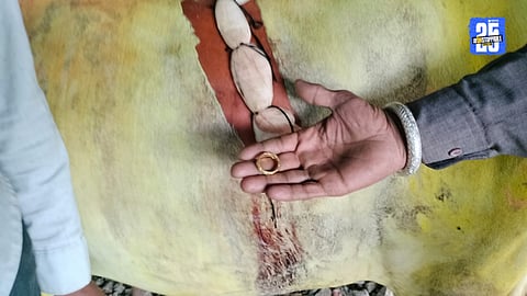 bull surgery