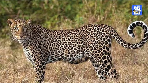 leopard