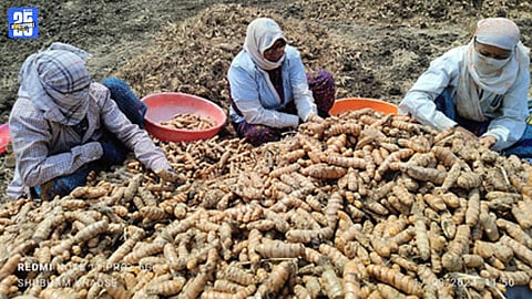 Turmeric Trade