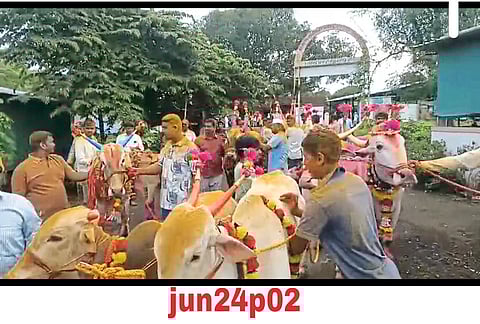 धामणखेल येथे बैलपोळानिमित्त मिरवणूक