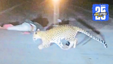 Leopard Attacks