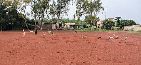 मोकाट कुत्र्यांचा बंदोबस्त रामभरोसे