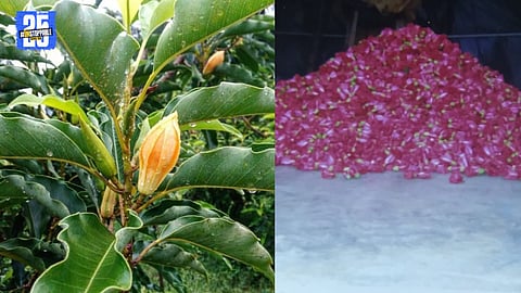 Farmers Turn to Hibiscus as Champa Prices Shoot Up Amid Rain-Hit Supply