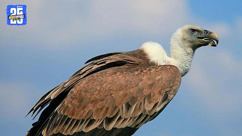Vulture Population