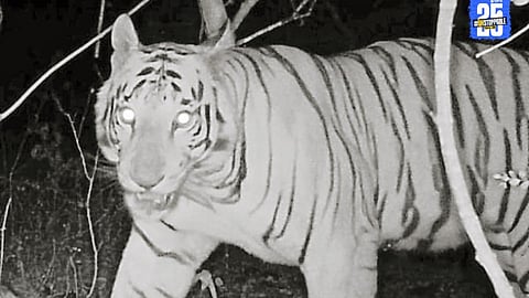 Tiger sighted moving through Solapur district talukas; villagers panic as authorities face criticism.