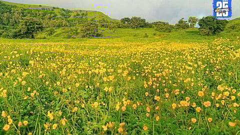 "Blooming hills of Dhebewadi resemble Kas Plateau; floral colors paint a breathtaking natural canvas."