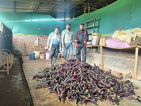 केळी वांग्यामुळे उंचावला उत्पन्नाच्या प्रगतीचा आलेख