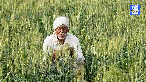 Madha farmer's waiting for goverment subsidy 