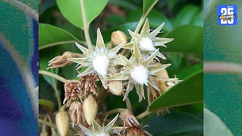 Bakul Flowers Fragrance