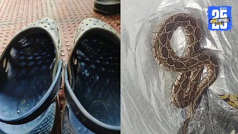 Bangalore Software Engineer Dies After Snakebite