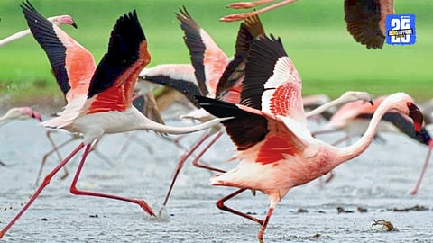 Greater Flamingo 