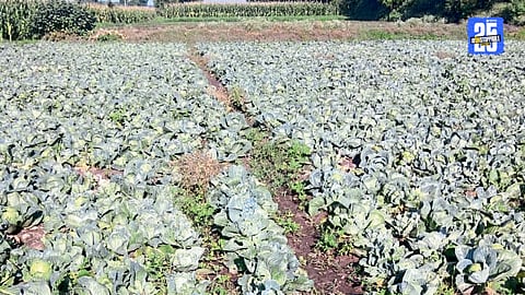 Cabbage
