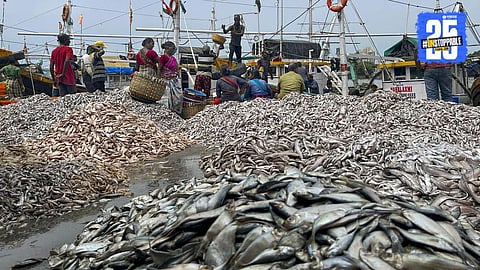 Increase in fish purchases