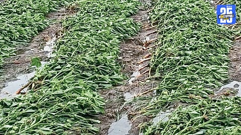agriculture loss