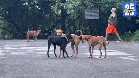 "Children, Women, Seniors Unsafe Due to Stray Dog Attacks"