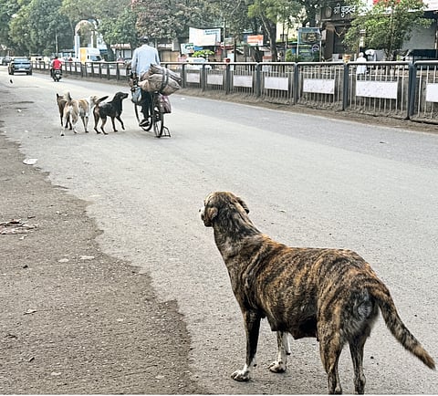 कुत्र्यांची दहशत वाढली