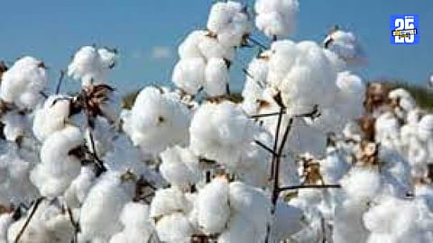Cotton 