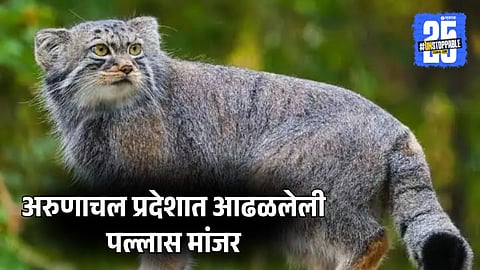 Rare Pallas Cat Spotted in Arunachal Pradesh