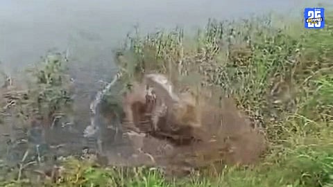 Shirwade: Crocodile sighted in Krishna River, panic among villagers and fishermen.