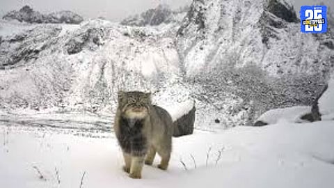 Rare cat species spotted at 4,200 metres in Arunachal Pradesh, marking a major boost to biodiversity.