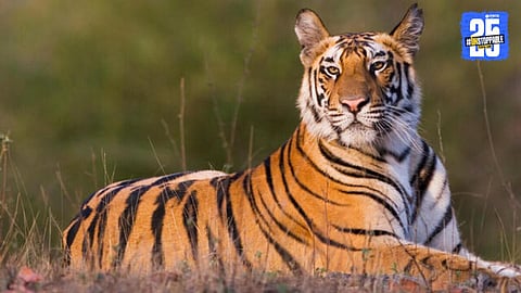 Melghat Tiger: मेळघाटातील नरसंहारात 'कॅटरीना'वर संशय; 'पंजाब'ची फॅमिली ठरतेय शिकारीचा केंद्रबिंदू