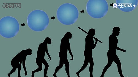 Human evolution