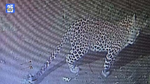 Leopard sighted for three days in Ambegaon’s tribal hilly area; fear grips villagers.