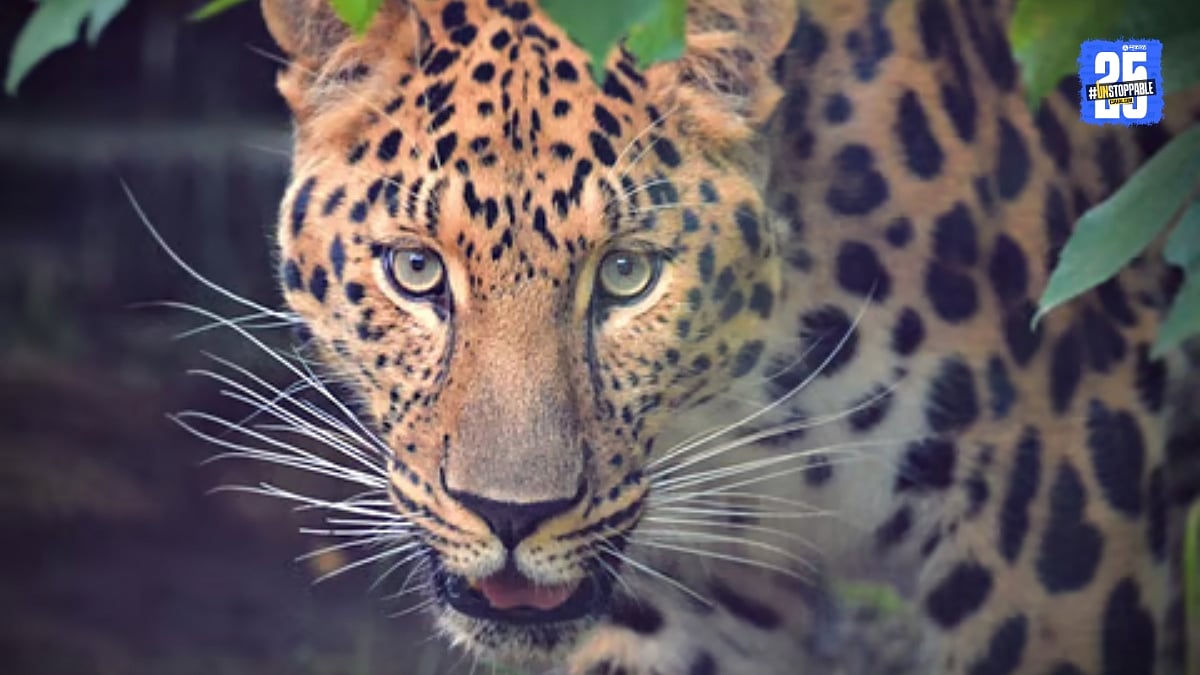 Leopard : बिबट्याच्या रक्तरंजित अध्यायाची पुनरावृत्ती; भीमाशंकरच्या ...