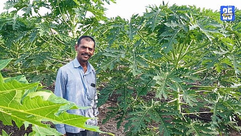 Taradgaon farmer’s papaya farming success – earns 12 lakh annually from 48 gunthas, sells in Pune market.