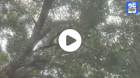 A monkey in Hamirpur threw cash from a tree, causing chaos as locals rushed to collect falling notes.