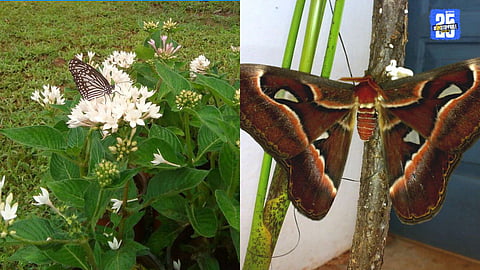 A rare butterfly resting on a wildflower – Konkan’s hidden treasure of biodiversity.